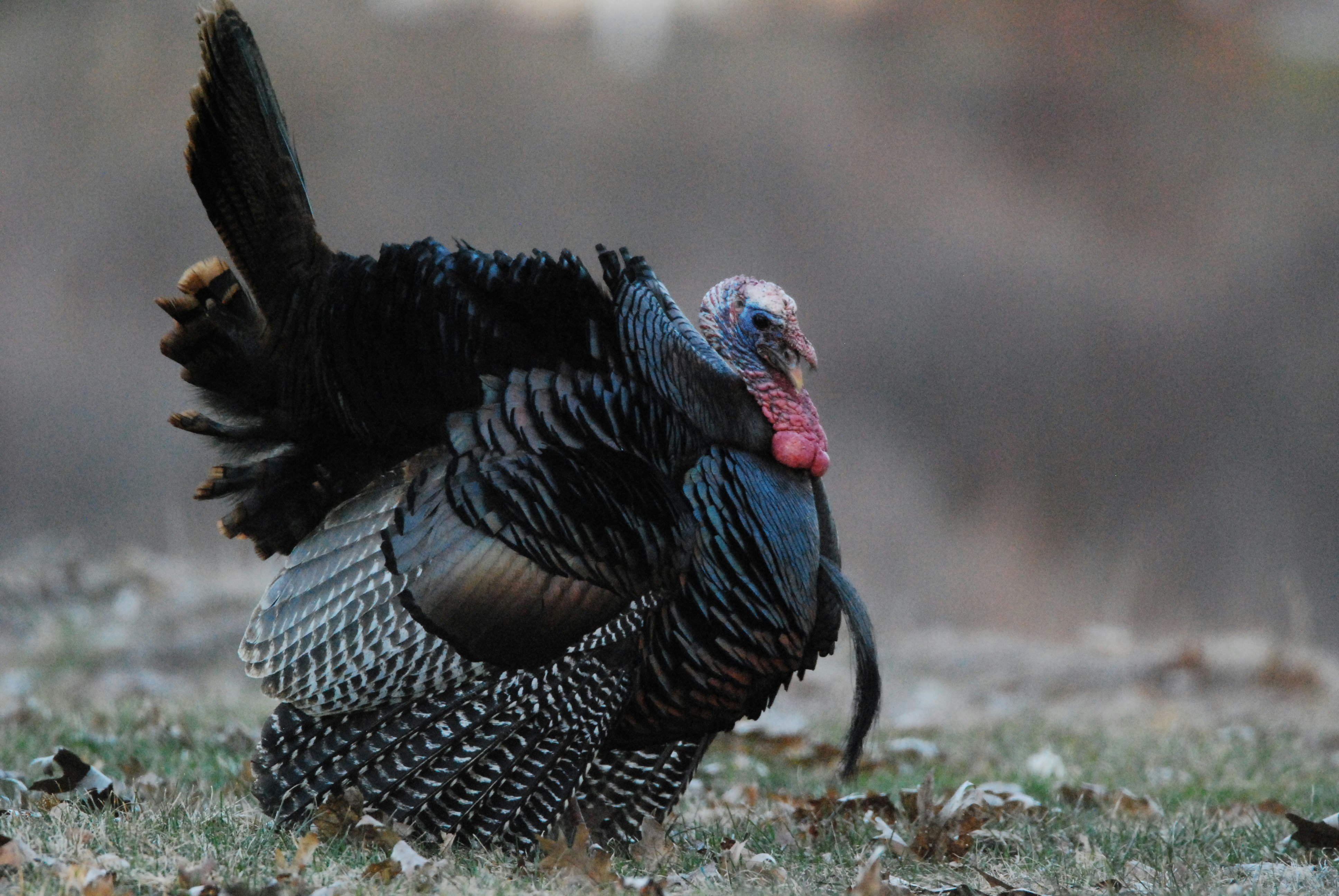 Forget the Hype: Why You Should Avoid Tail-Fanning in Turkey Hunting