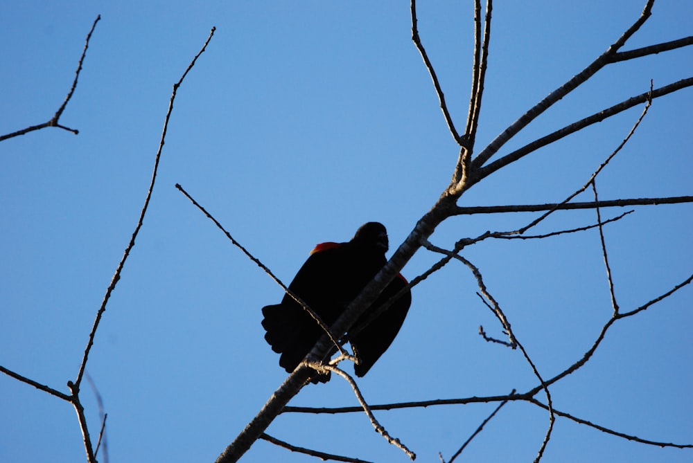 un oiseau noir assis au sommet d’une branche d’arbre