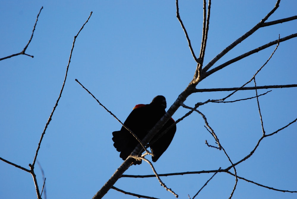 a black bird sitting on top of a tree branch