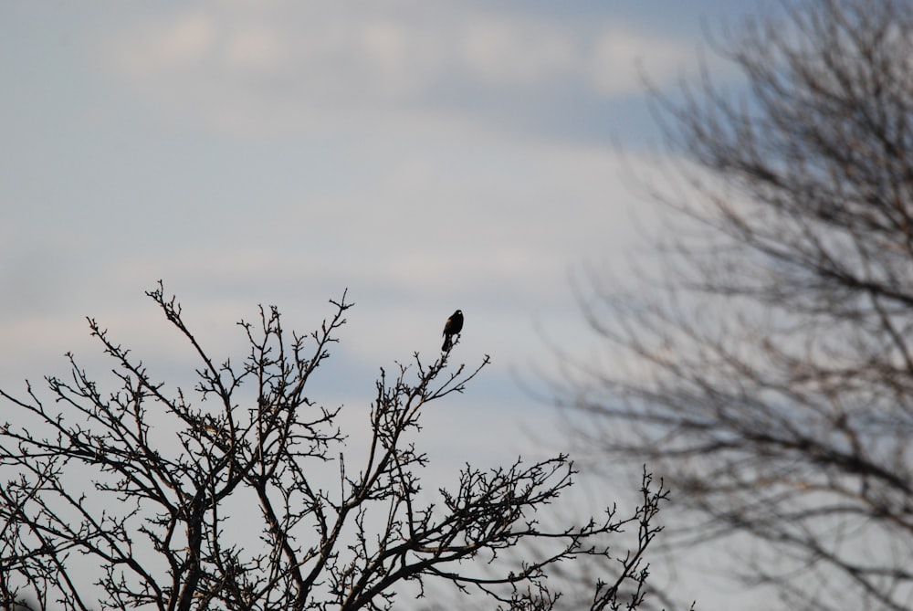 Un pájaro negro sentado en la cima de la rama de un árbol