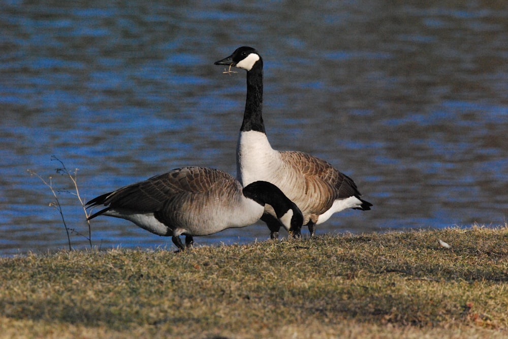 a couple of geese standing next to a body of water