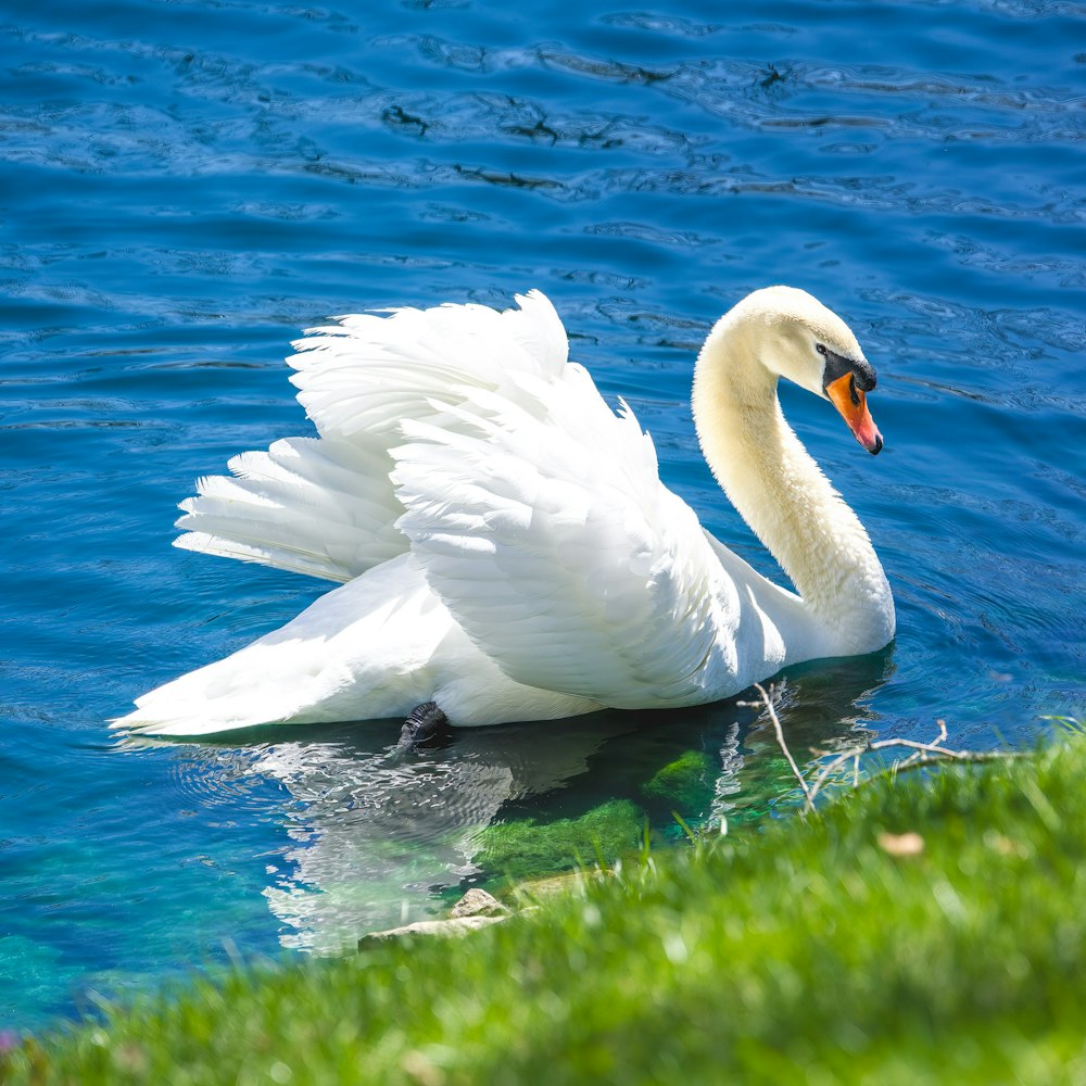 a white swan floating on top of a body of water