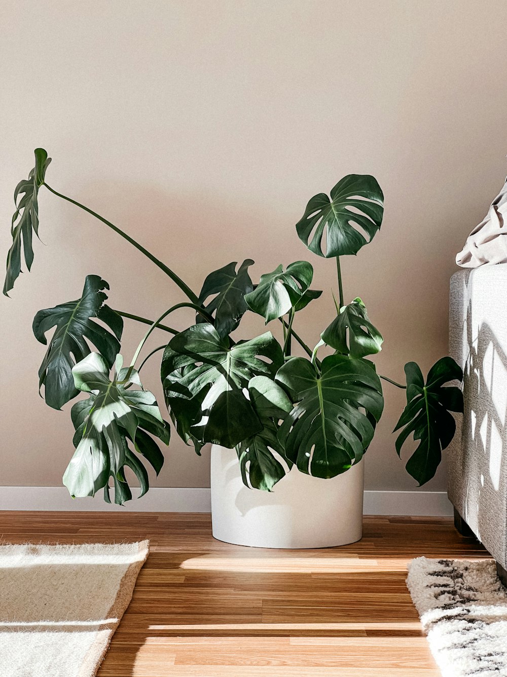 a potted plant sitting on top of a wooden floor