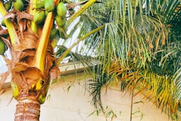 A close-up view of a lush tropical palm tree with a cluster of green coconuts hanging from its stem. The fronds are long and wispy, displaying a mix of green and yellow hues. The bark of the palm is textured and fibrous.