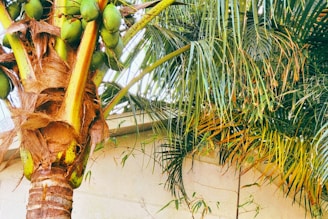 A close-up of a farmer gently harvesting sap from a mature sugar palm tree amid lush green foliage.