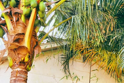 A close-up view of a lush tropical palm tree with a cluster of green coconuts hanging from its stem. The fronds are long and wispy, displaying a mix of green and yellow hues. The bark of the palm is textured and fibrous.