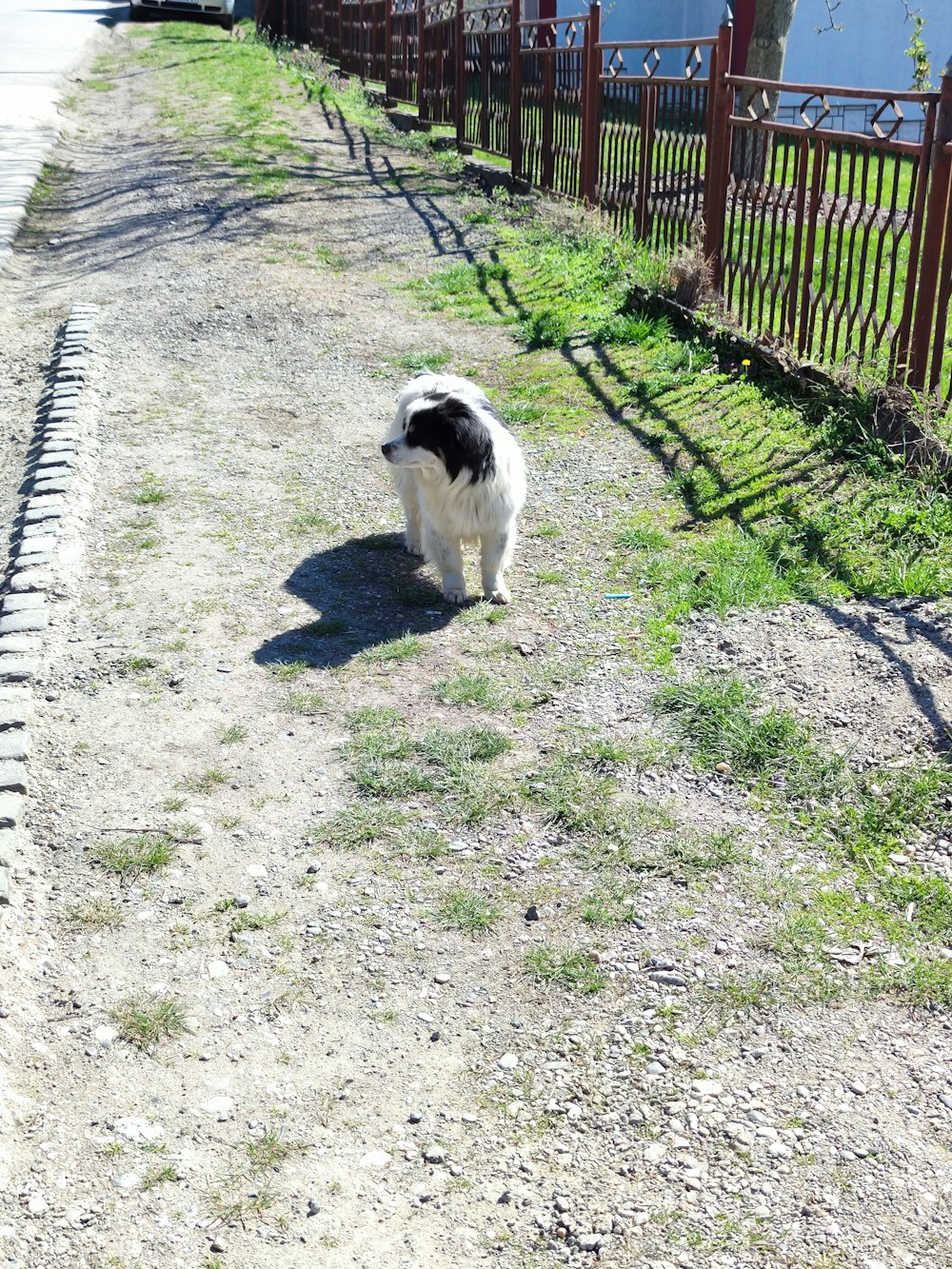 a black and white dog walking down a dirt road