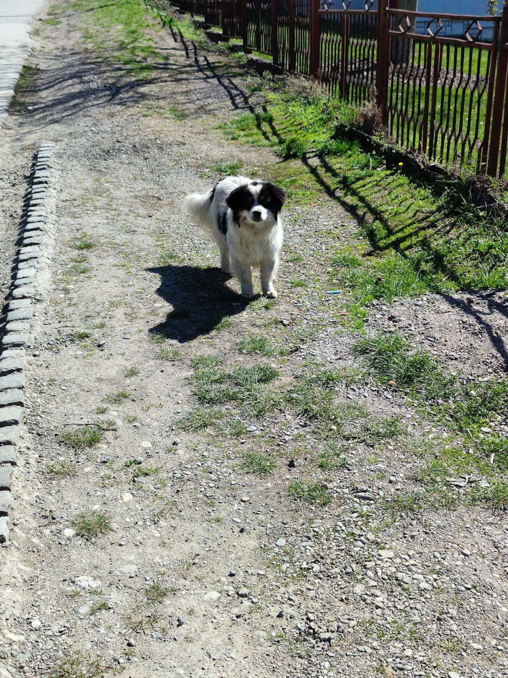 a black and white dog walking down a dirt road