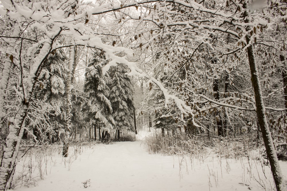 Un sentiero innevato attraverso una foresta con molti alberi