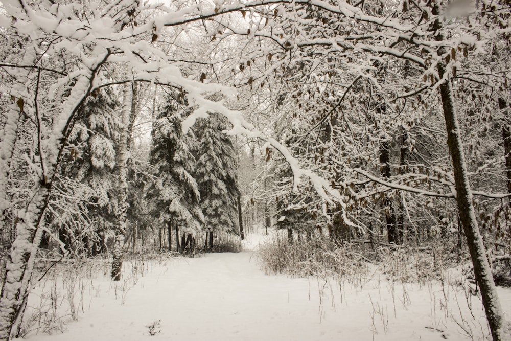 Un sentier enneigé à travers une forêt avec beaucoup d’arbres