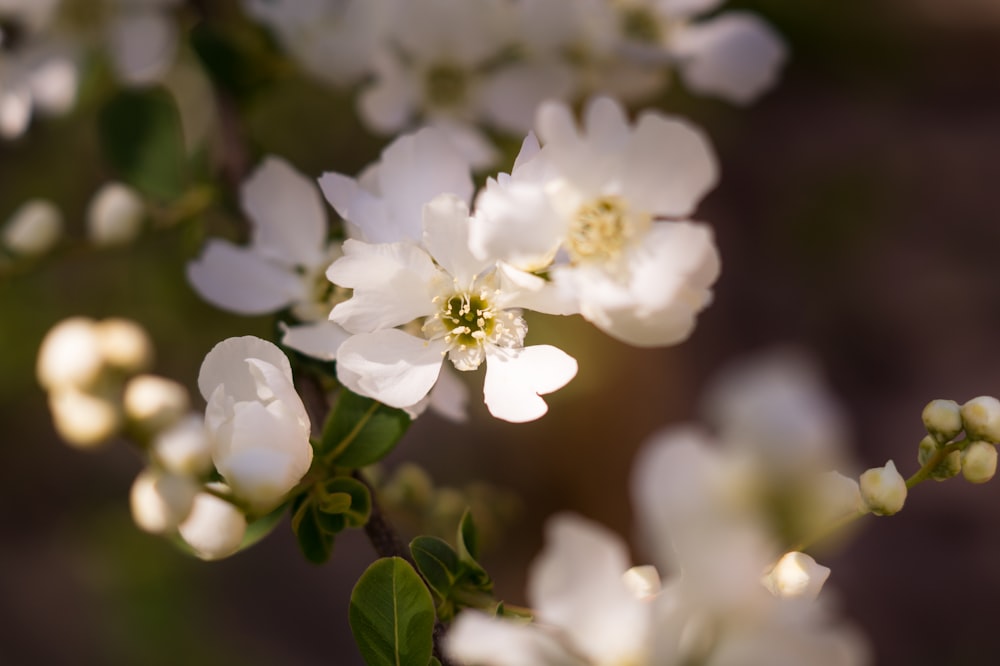 a close up of some white flowers on a tree