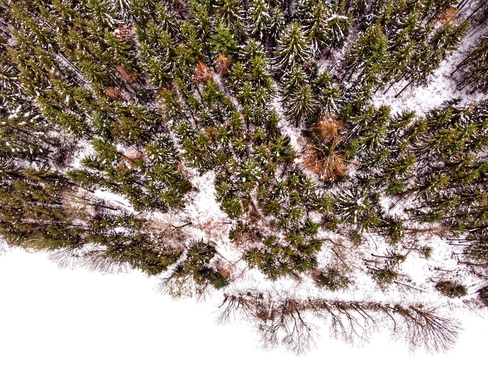 a group of trees covered in snow on a snowy day