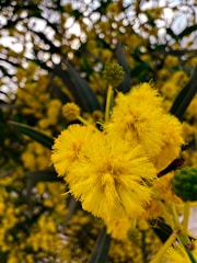 A serene landscape featuring vibrant golden wattle flowers in bloom, symbolizing creativity and growth.