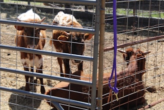Three small cattle inside a metal pen with two standing and one lying down. The pen is primarily constructed of wire mesh and metal bars, and the ground is bare and dry.
