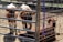 Three small cattle inside a metal pen with two standing and one lying down. The pen is primarily constructed of wire mesh and metal bars, and the ground is bare and dry.