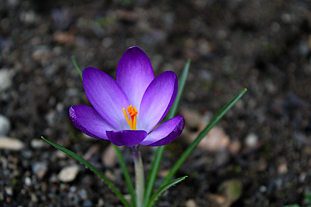 a purple flower is growing out of the ground