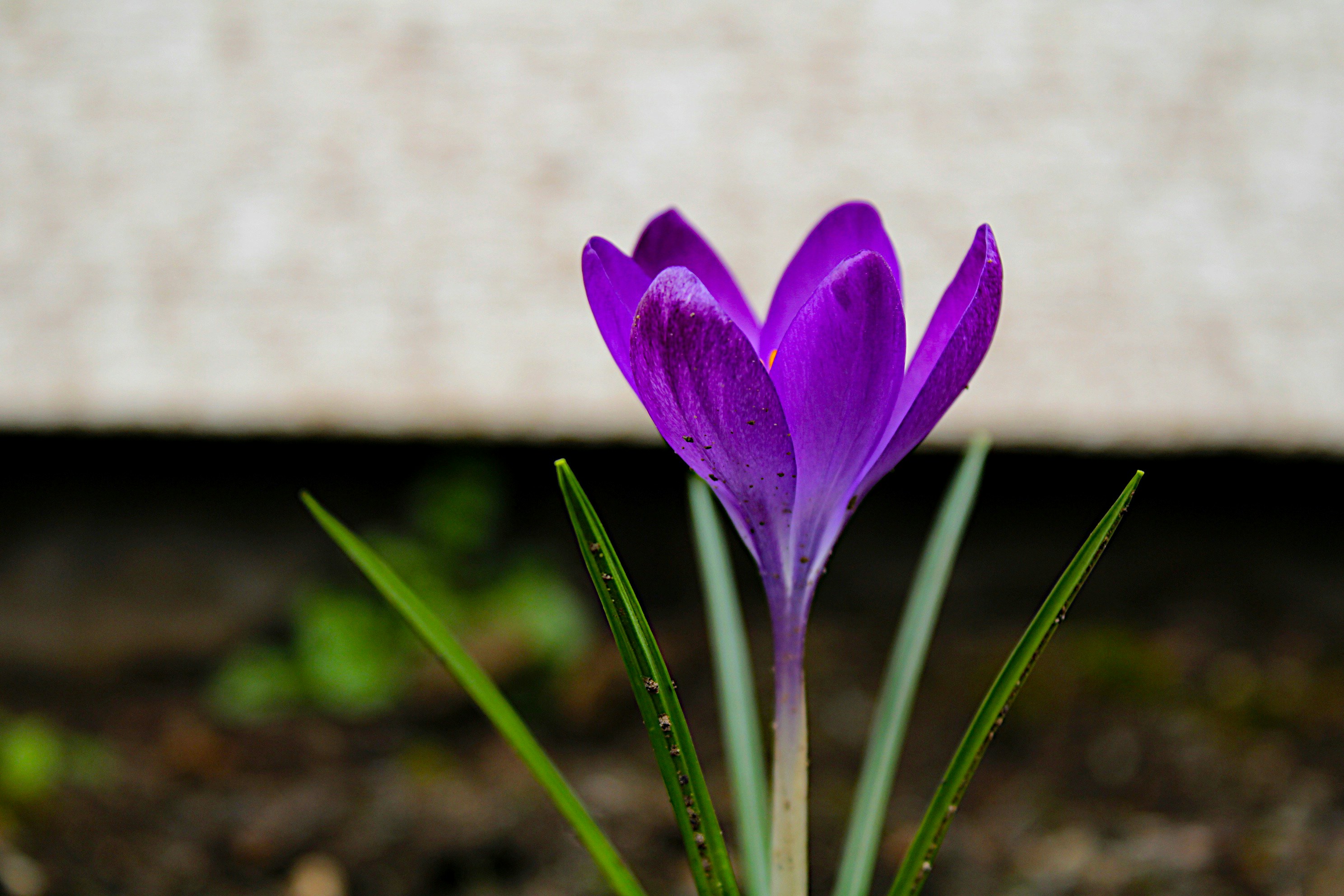 Photo by isaacstevenlind