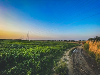 A rural landscape featuring lush green fields bordered by a dirt path. Tall power lines stretch across the horizon, indicating the presence of electricity infrastructure. The sky is a gradient of blue transitioning into a warm yellow near the horizon, suggesting either dawn or dusk. There are a few small figures in the distance, possibly people walking along the path.