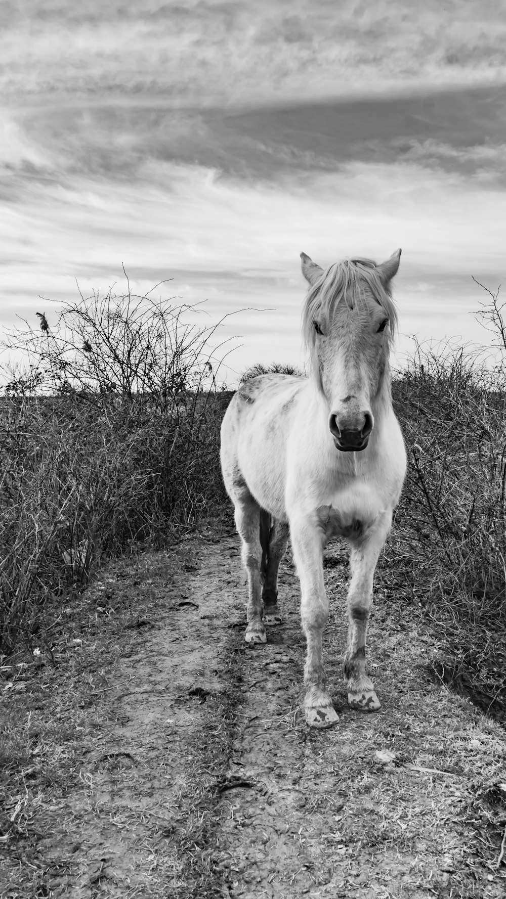 a white horse standing on a dirt road