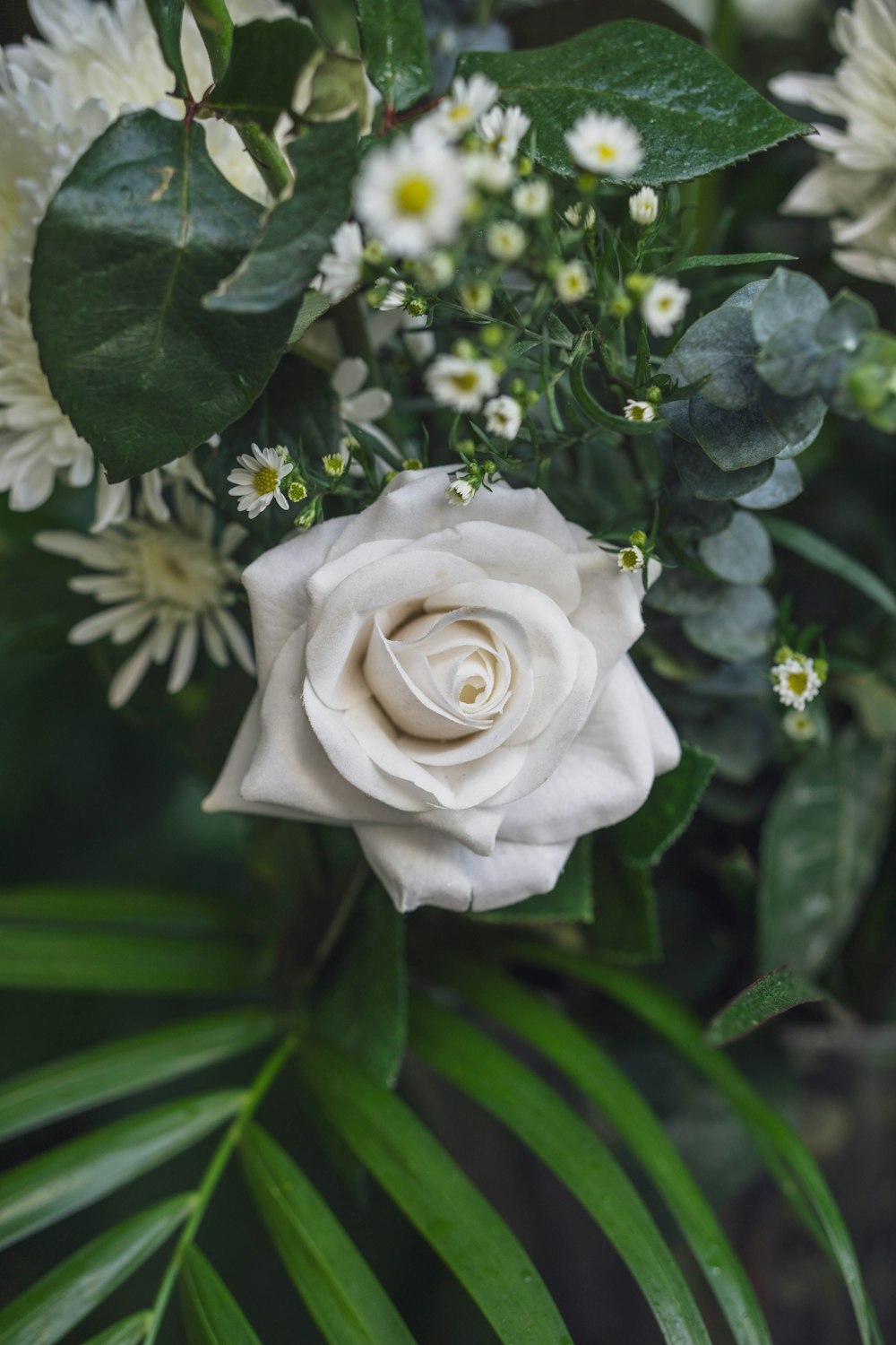 a white rose surrounded by green leaves and white flowers
