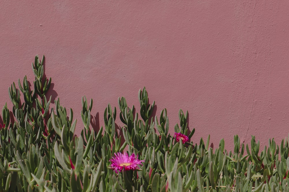 a pink flower is in the middle of a green plant