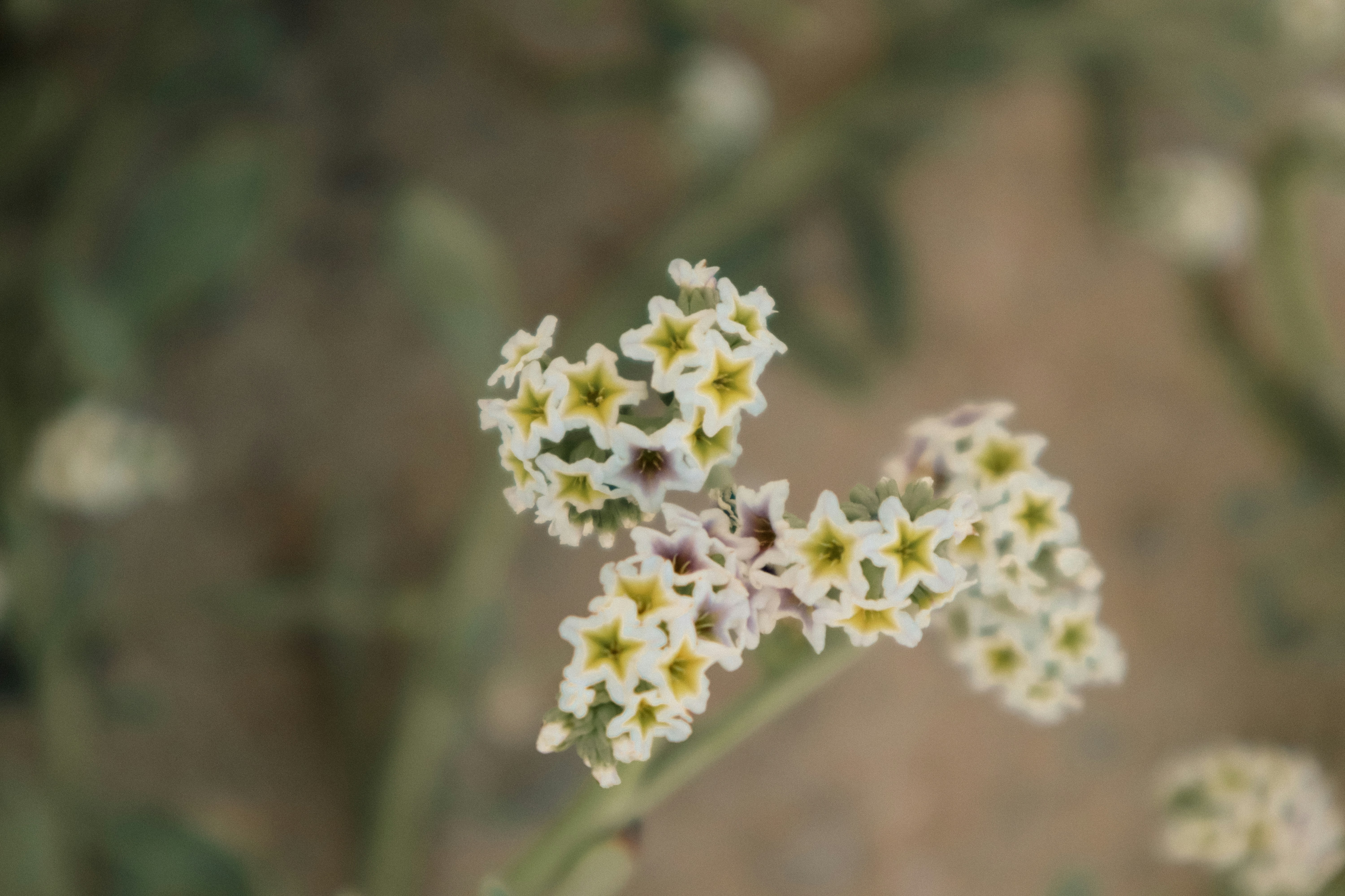 Photo by _allieastorga_