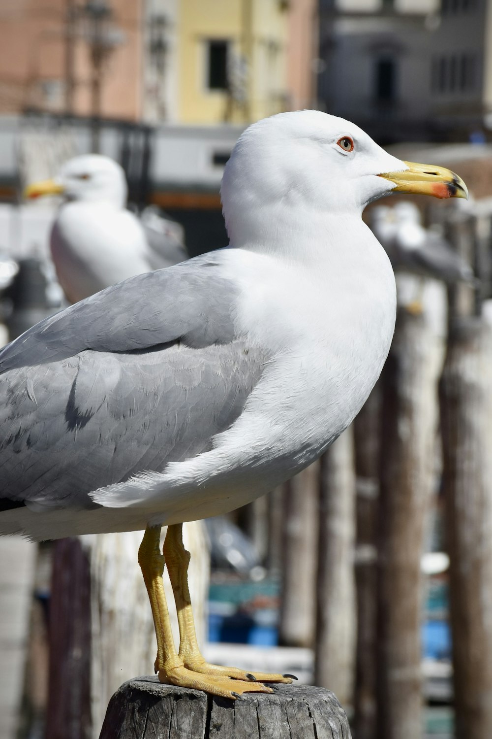 a seagull is standing on a wooden post