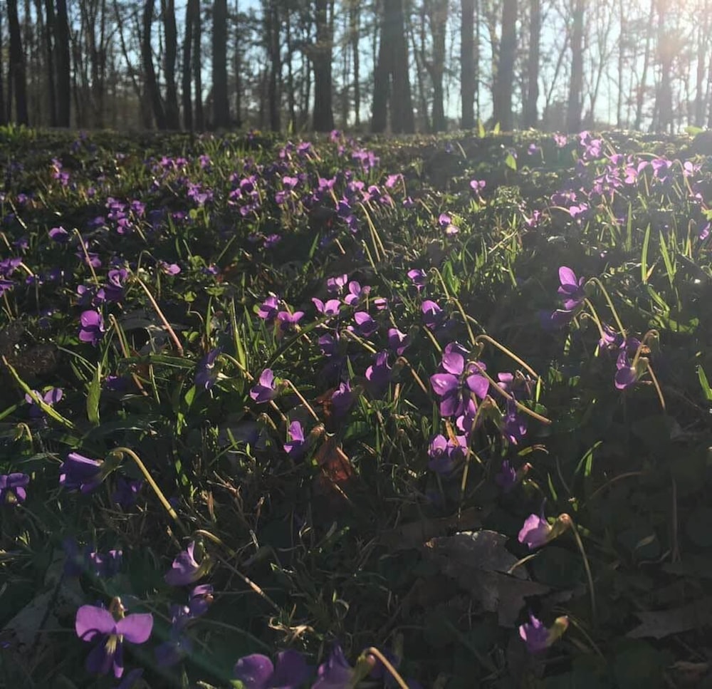 a field full of purple flowers next to trees