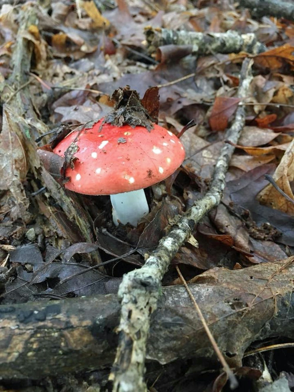 un champignon rouge posé sur le sol d’une forêt