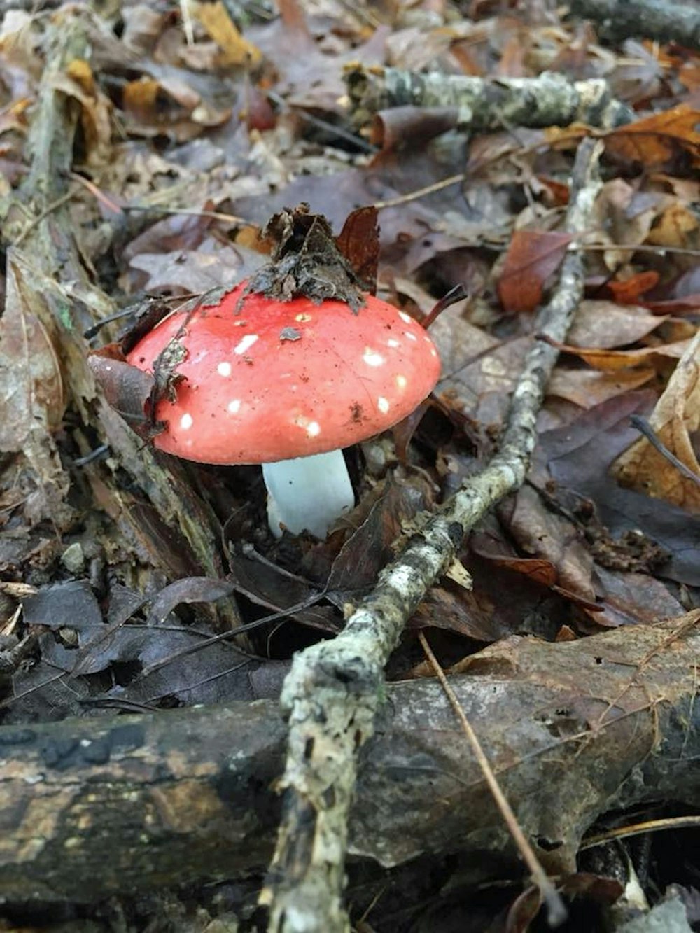 a red mushroom sitting on top of a forest floor