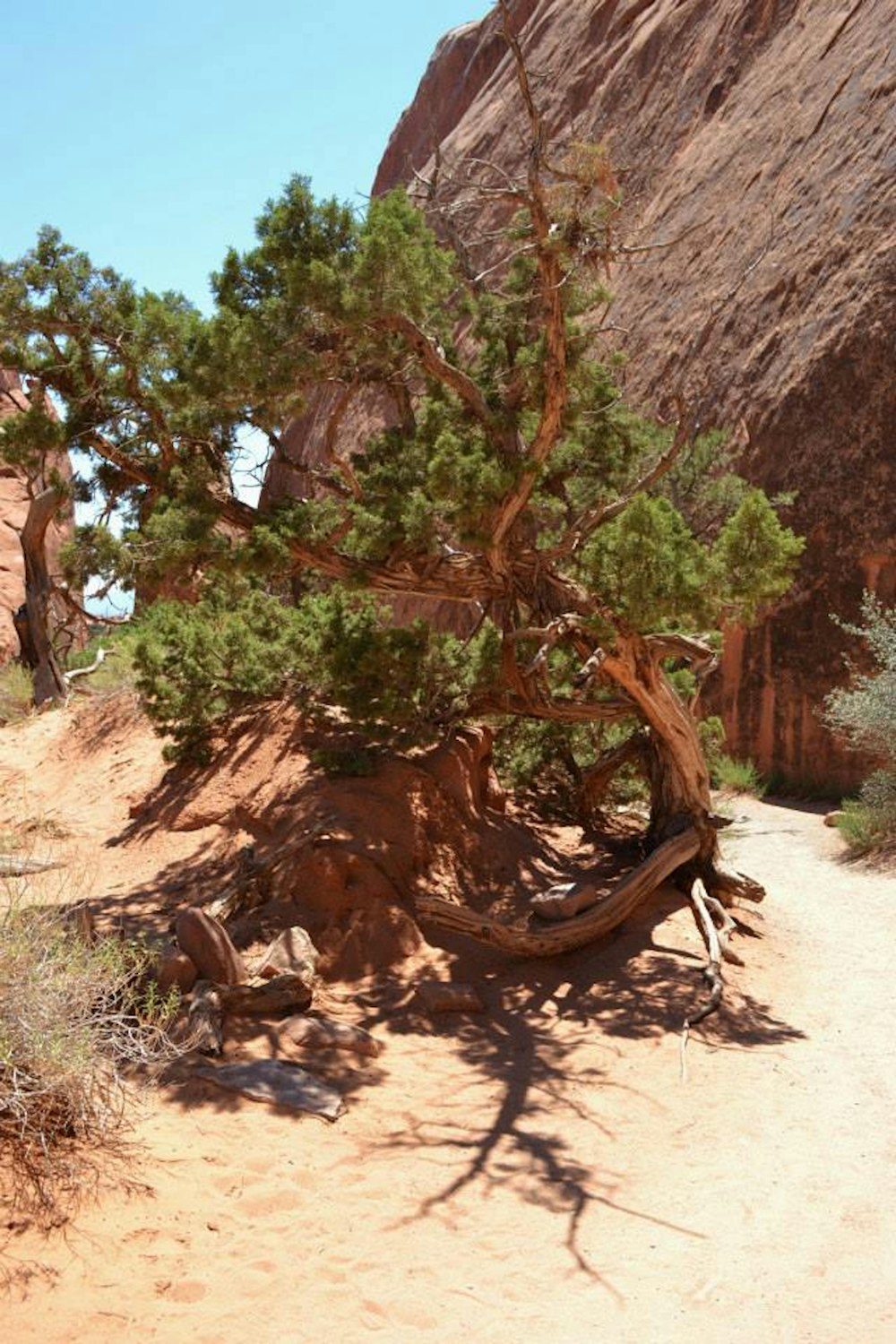 a tree growing out of the ground in the desert