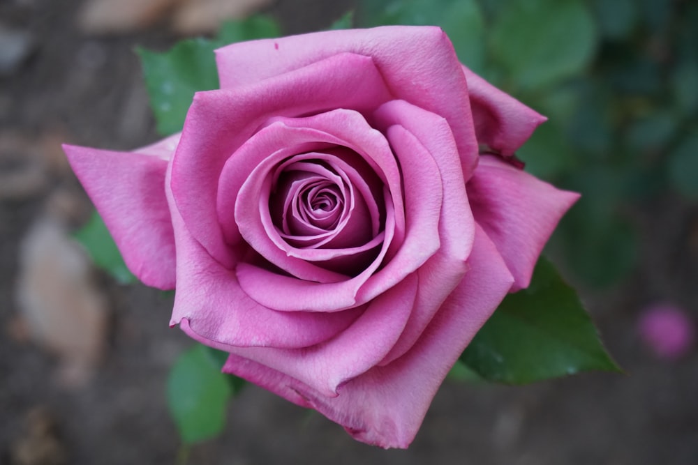 a close up of a pink rose with green leaves