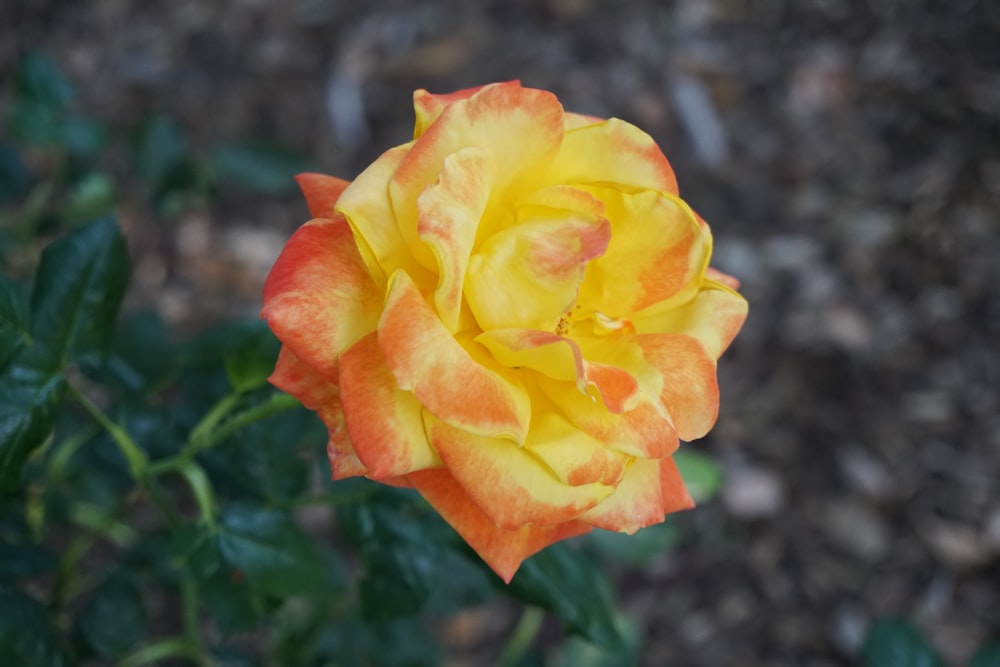 a close up of a yellow and orange rose