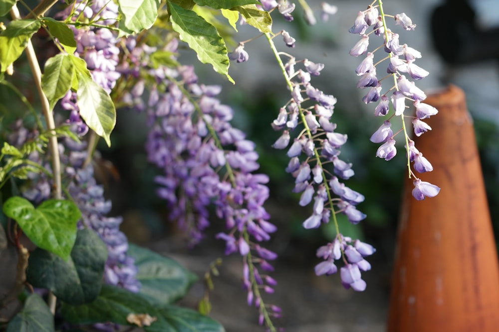 a bunch of purple flowers hanging from a tree