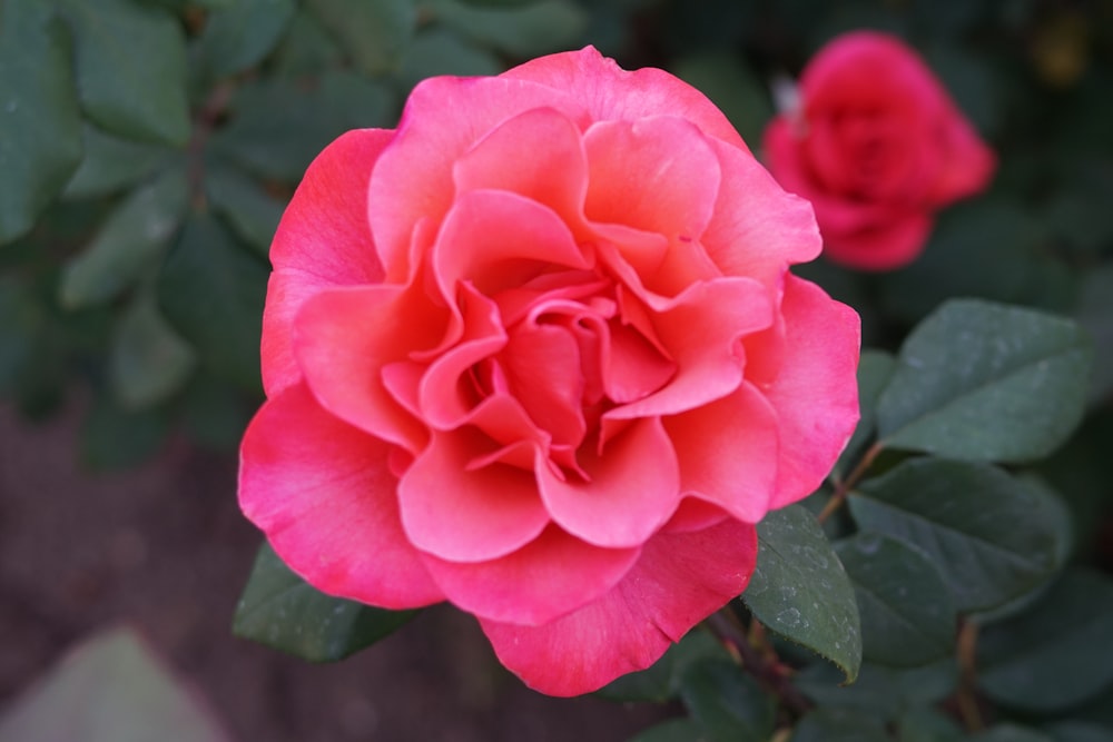 a close up of a pink flower with green leaves