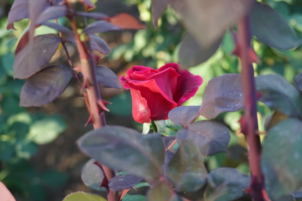 a red rose is blooming in a garden