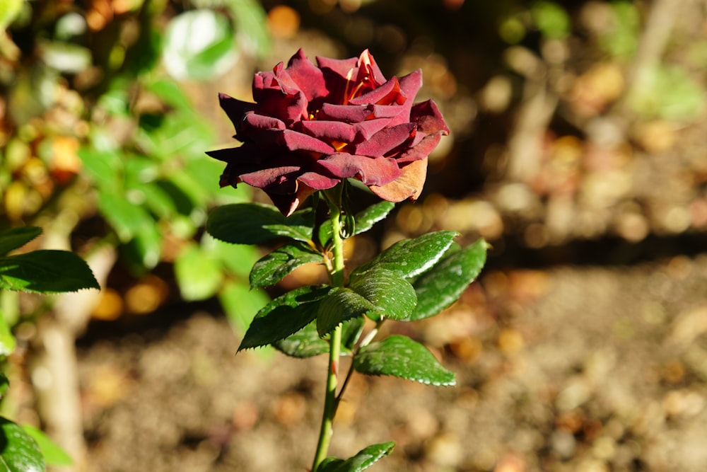a single red rose budding in a garden
