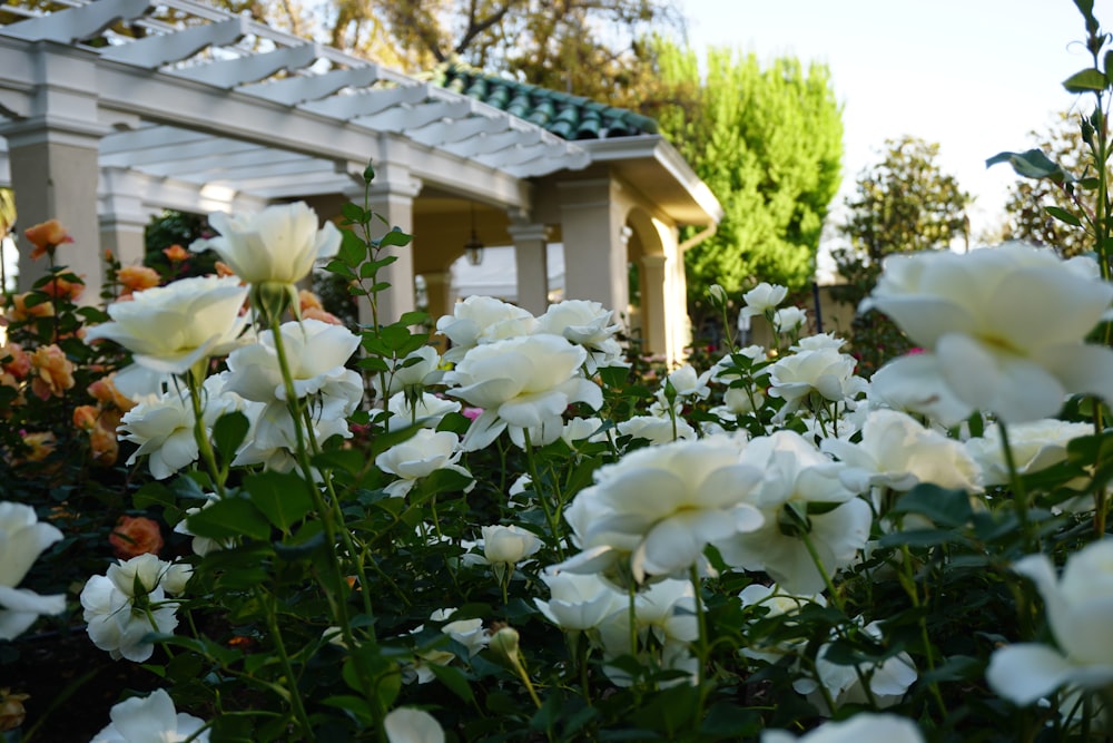 a bunch of white flowers in a garden