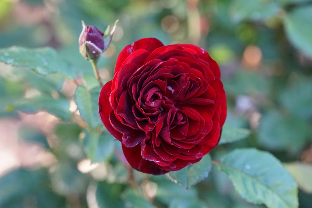 a close up of a red rose with green leaves