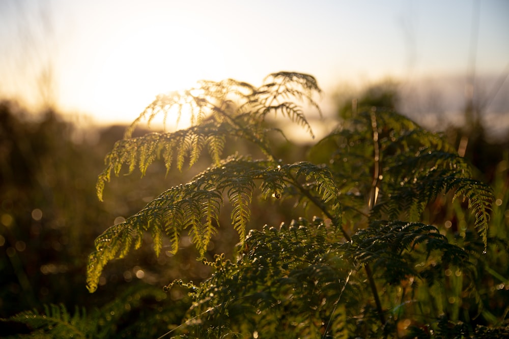 a close up of a plant with the sun in the background