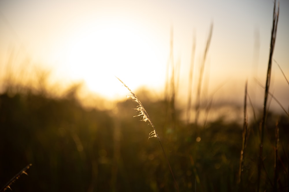 a close up of a grass with the sun in the background