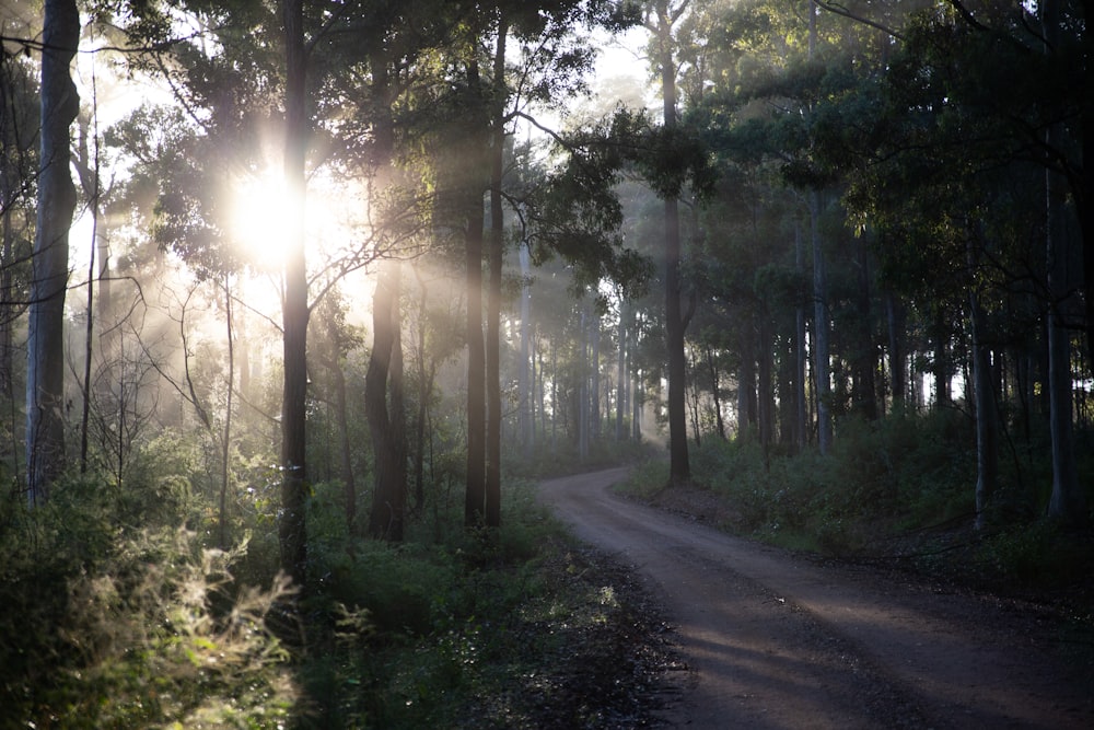 a dirt road in the middle of a forest