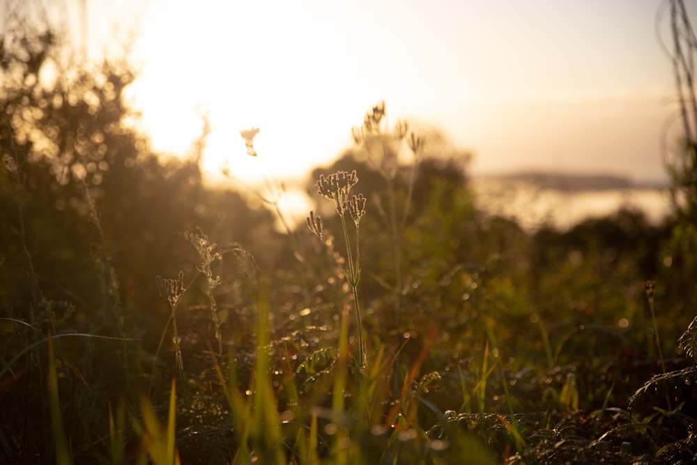 the sun is setting over a field of grass