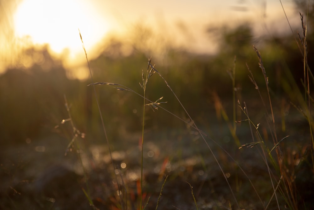 the sun is setting over a field of grass