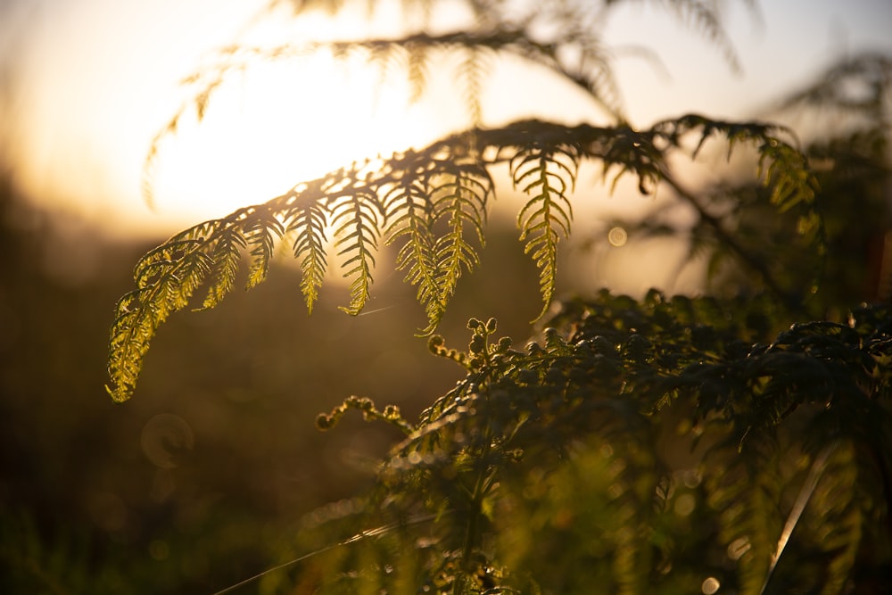 the sun shines through the leaves of a tree