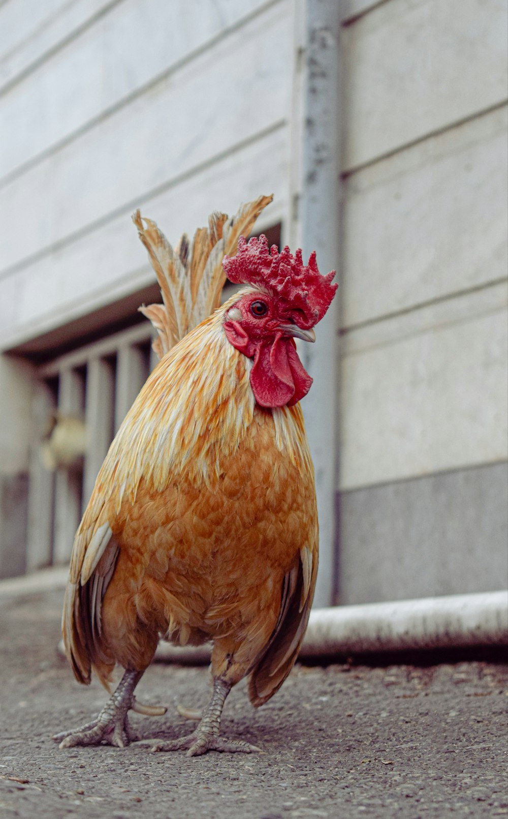 a brown and white rooster standing on top of a street