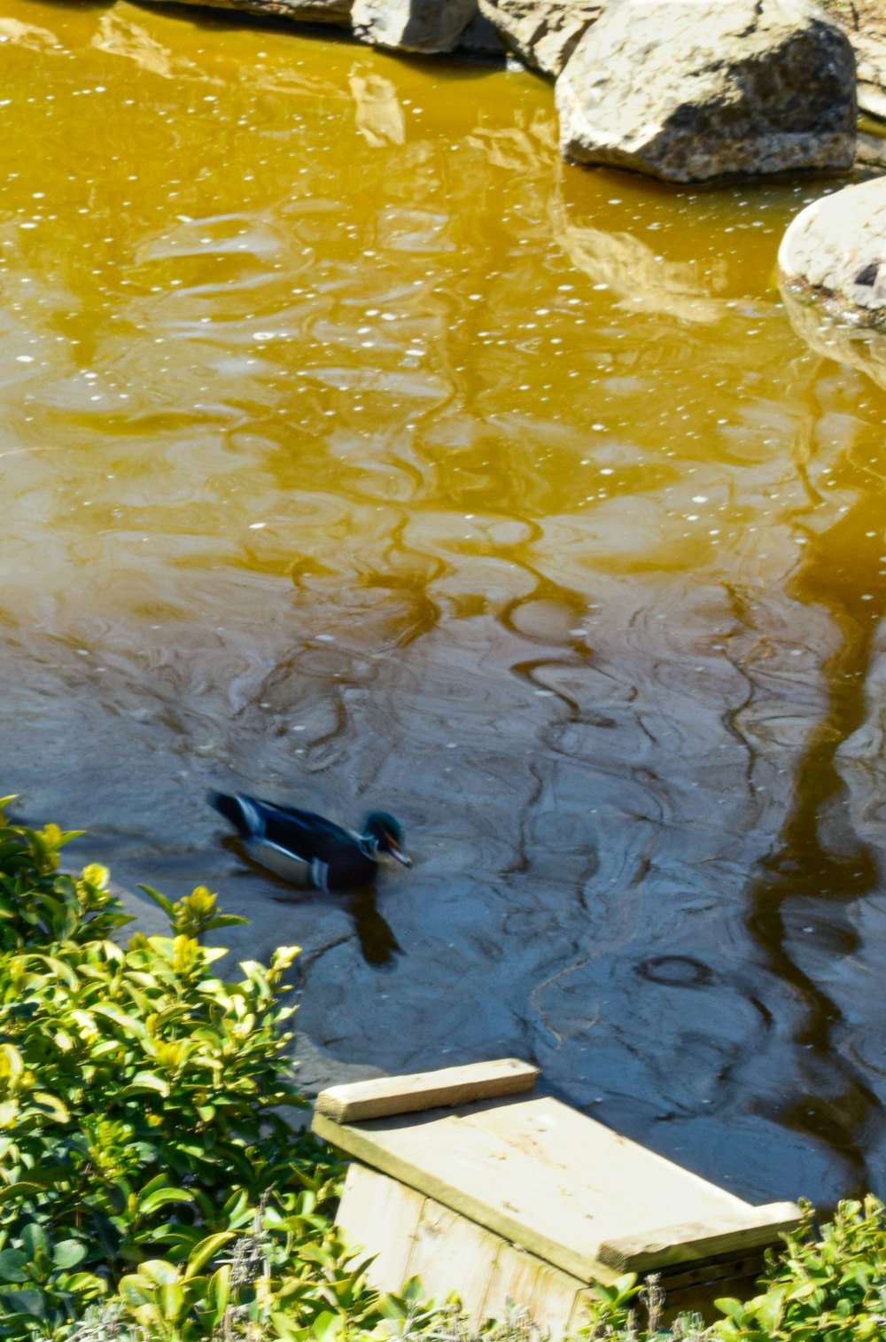 a duck is swimming in a pond surrounded by rocks