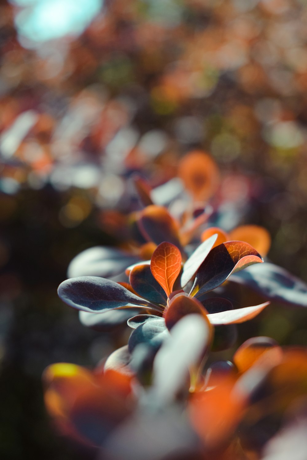 a close up of a plant with orange and white flowers