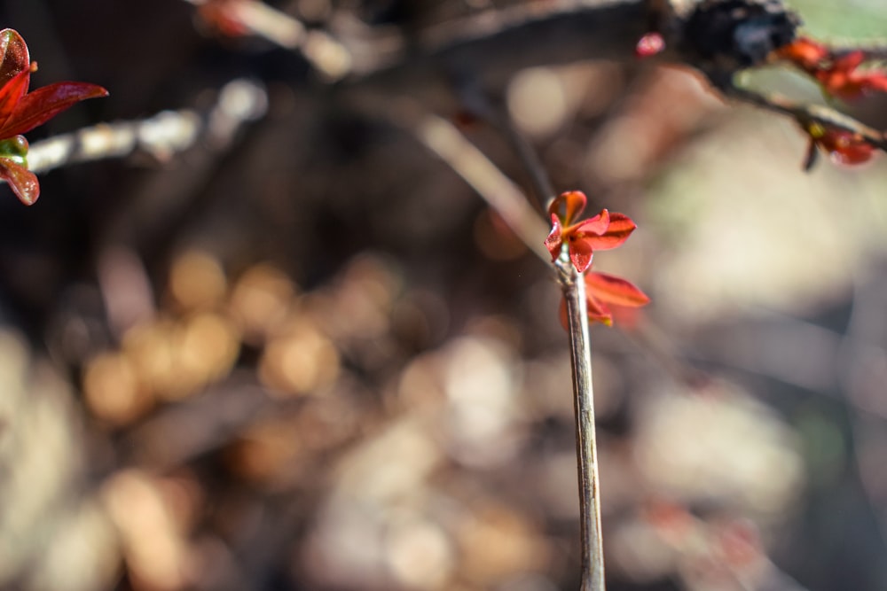 a close up of a branch with red flowers