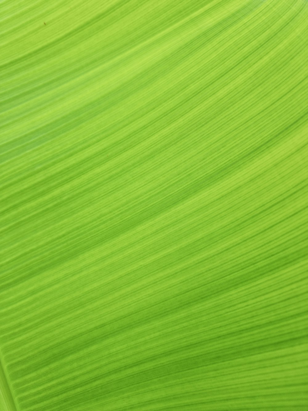 a close up view of a green leaf